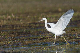 Little Egret