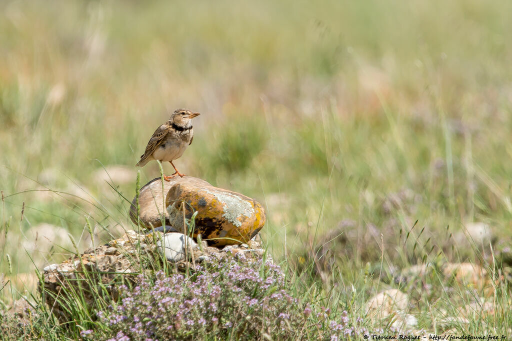 Calandra Lark male adult breeding, habitat