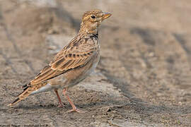 Calandra Lark