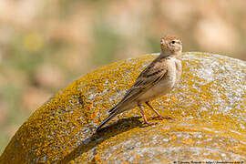 Greater Short-toed Lark