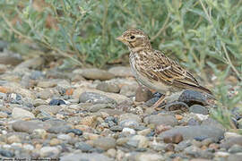 Turkestan Short-toed Lark