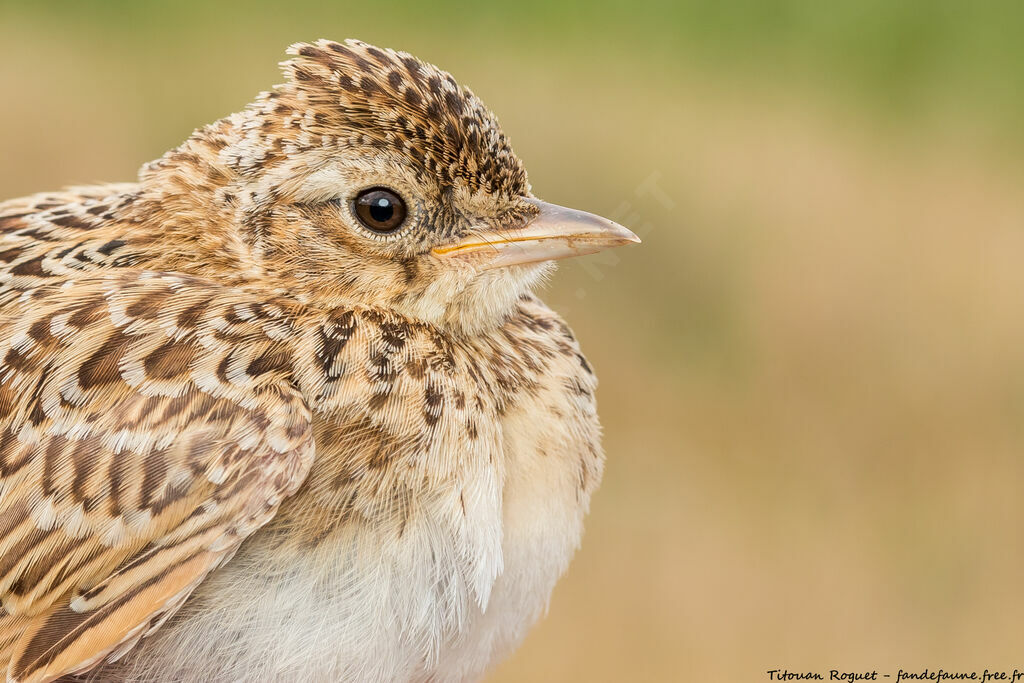 Eurasian Skylark