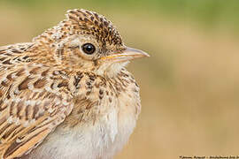 Eurasian Skylark