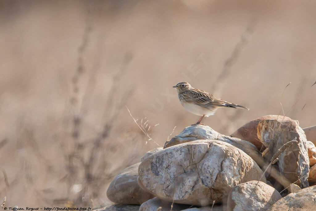 Eurasian Skylark, identification