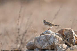 Eurasian Skylark