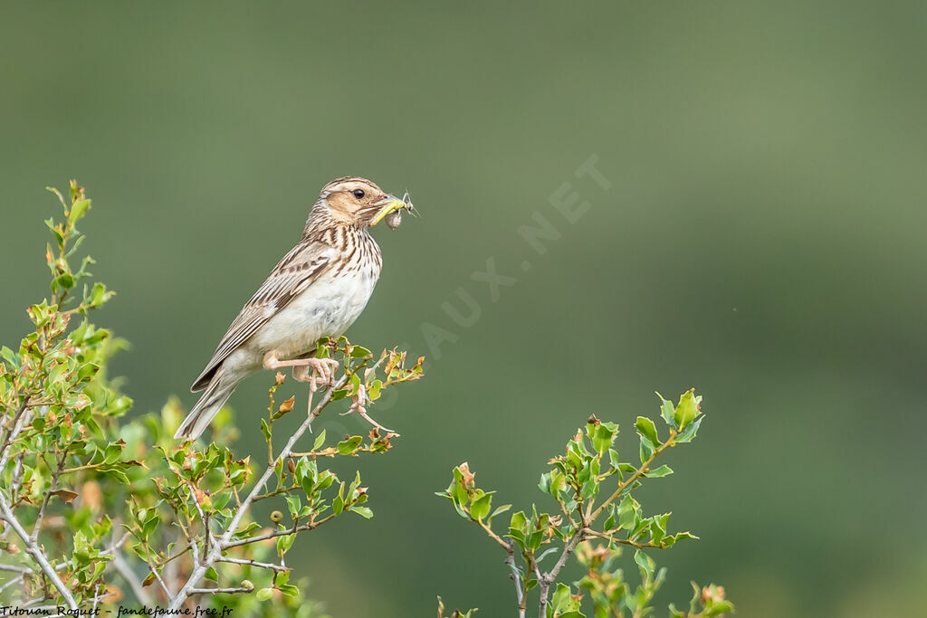 Woodlark