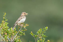 Woodlark