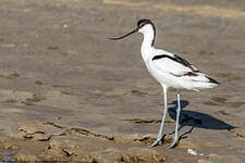 Avocette élégante