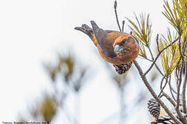 Red Crossbill