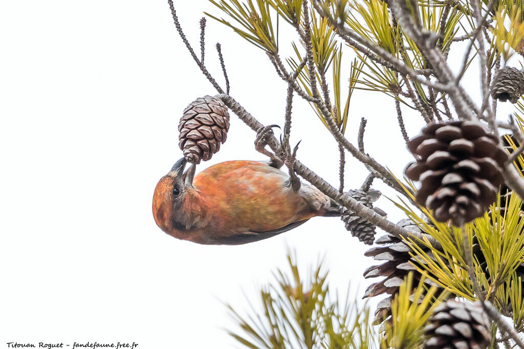 Red Crossbill