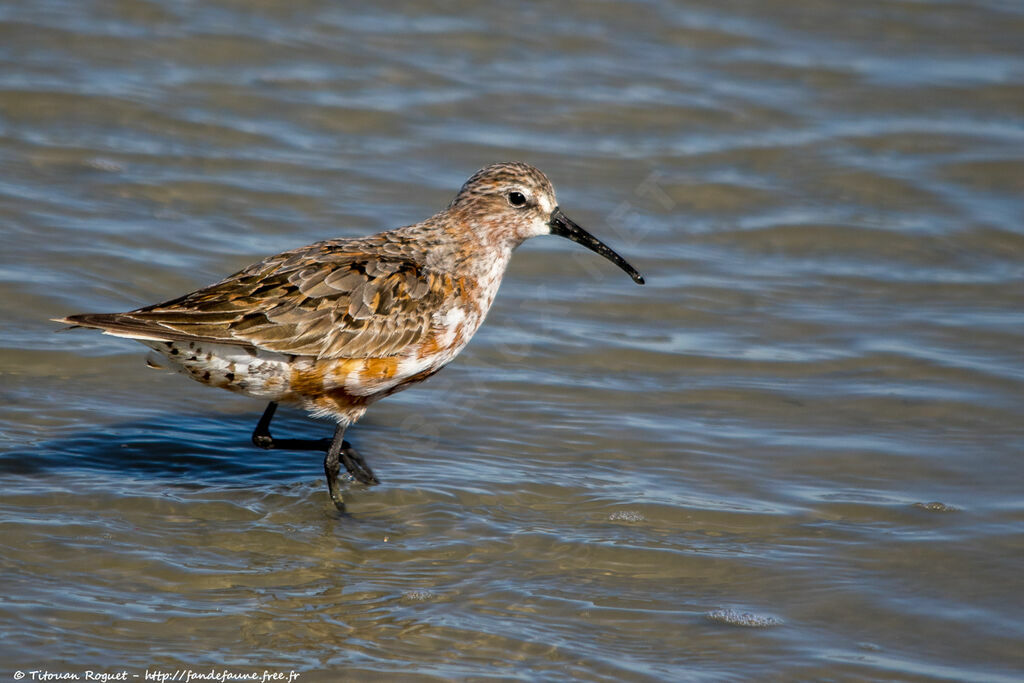 Curlew Sandpiper, identification, walking