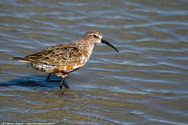 Curlew Sandpiper