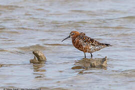 Curlew Sandpiper