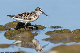 Broad-billed Sandpiper