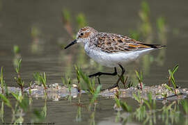 Little Stint