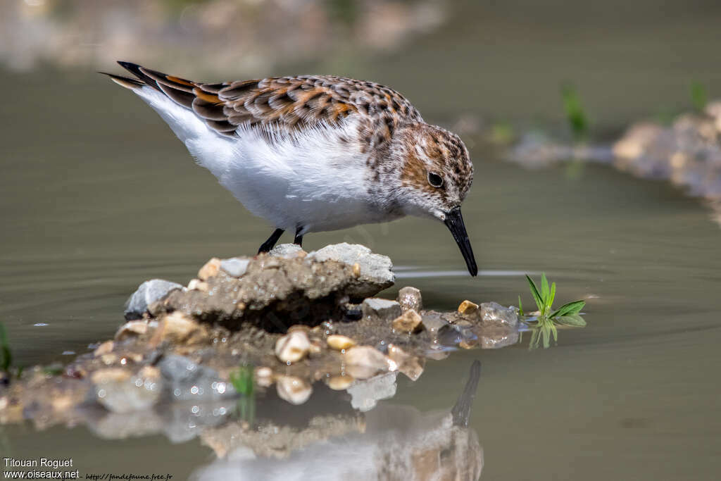 Little Stintadult breeding, identification