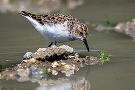 Little Stint