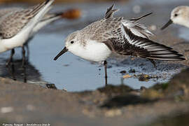 Bécasseau sanderling