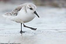 Bécasseau sanderling