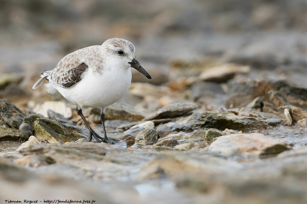 Sanderling