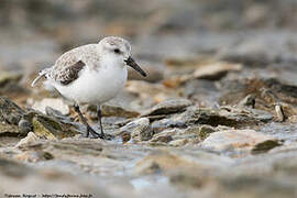 Sanderling