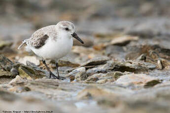 Bécasseau sanderling