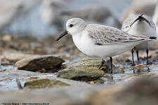 Bécasseau sanderling