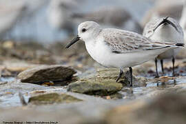 Bécasseau sanderling