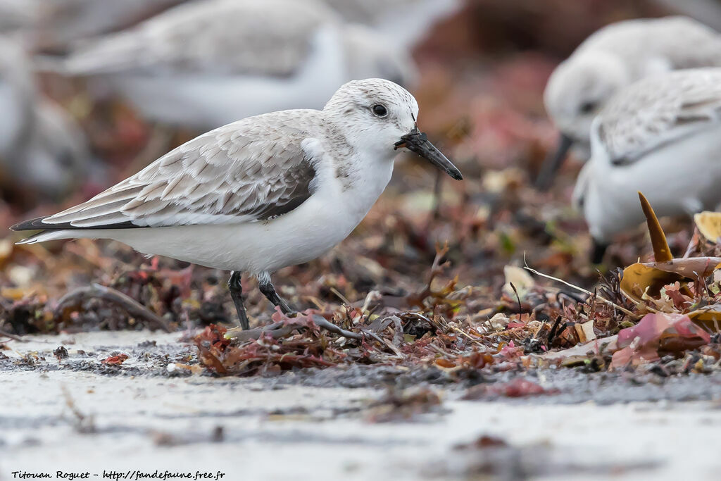 Bécasseau sanderling