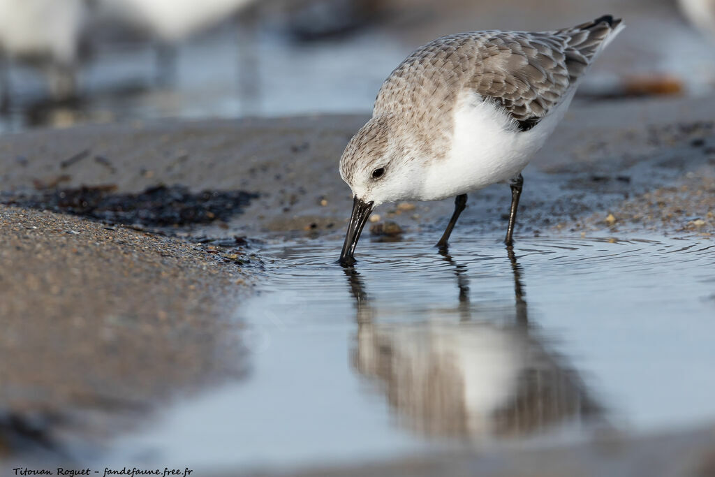 Bécasseau sanderling