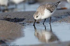 Bécasseau sanderling