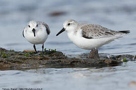 Bécasseau sanderling