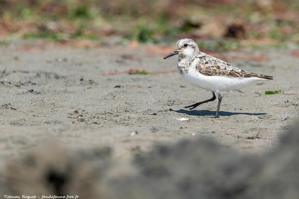 Sanderling