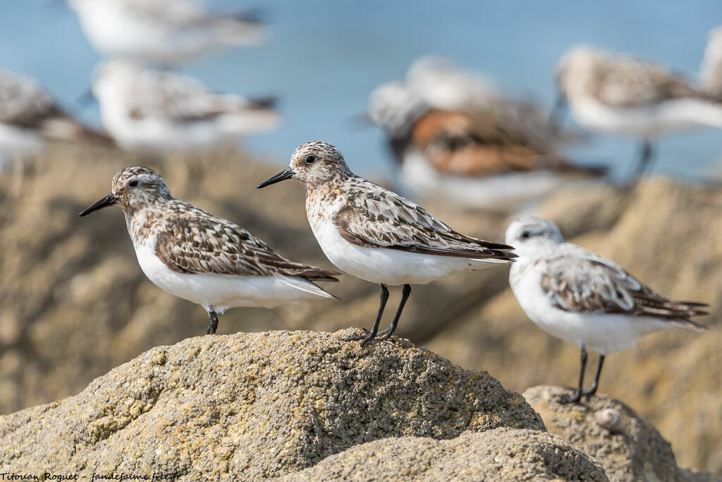 Sanderling