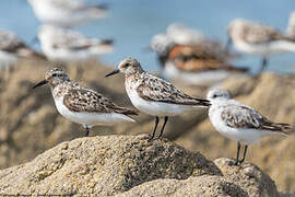 Bécasseau sanderling