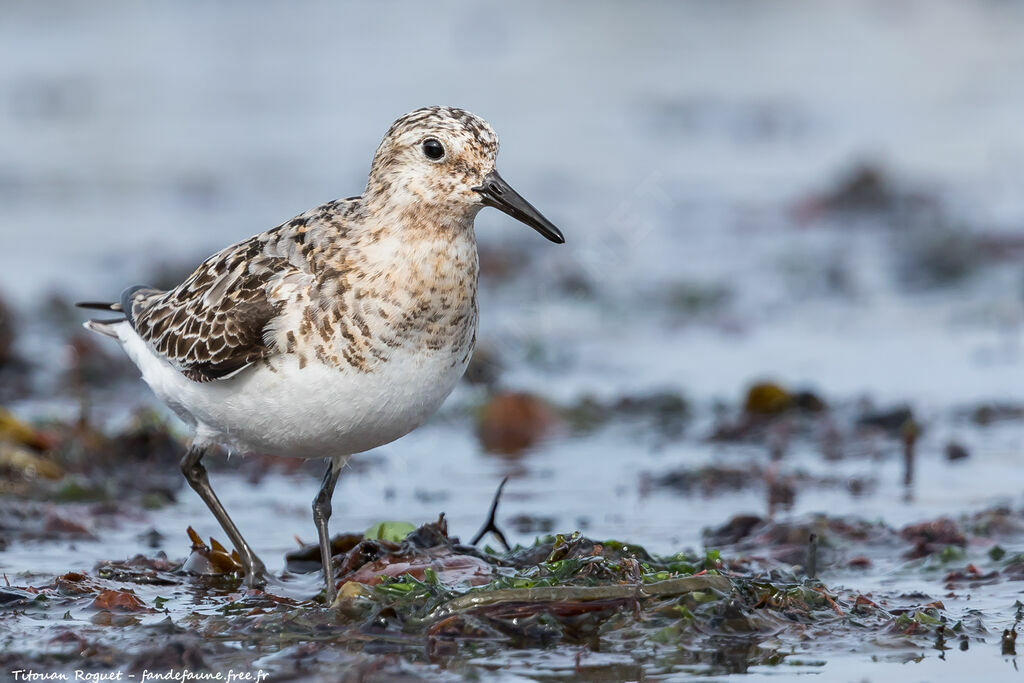 Sanderling