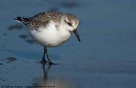 Bécasseau sanderling