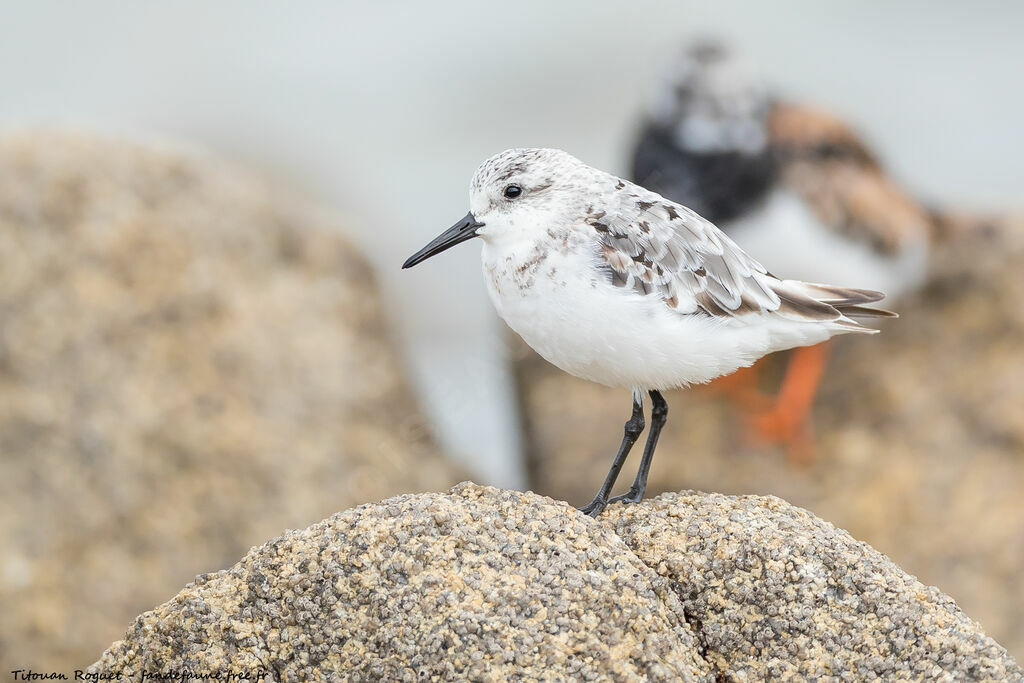 Sanderling