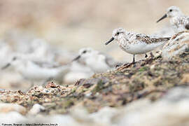 Sanderling