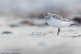 Bécasseau sanderling