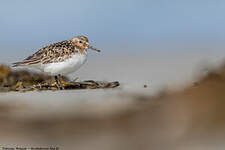 Bécasseau sanderling