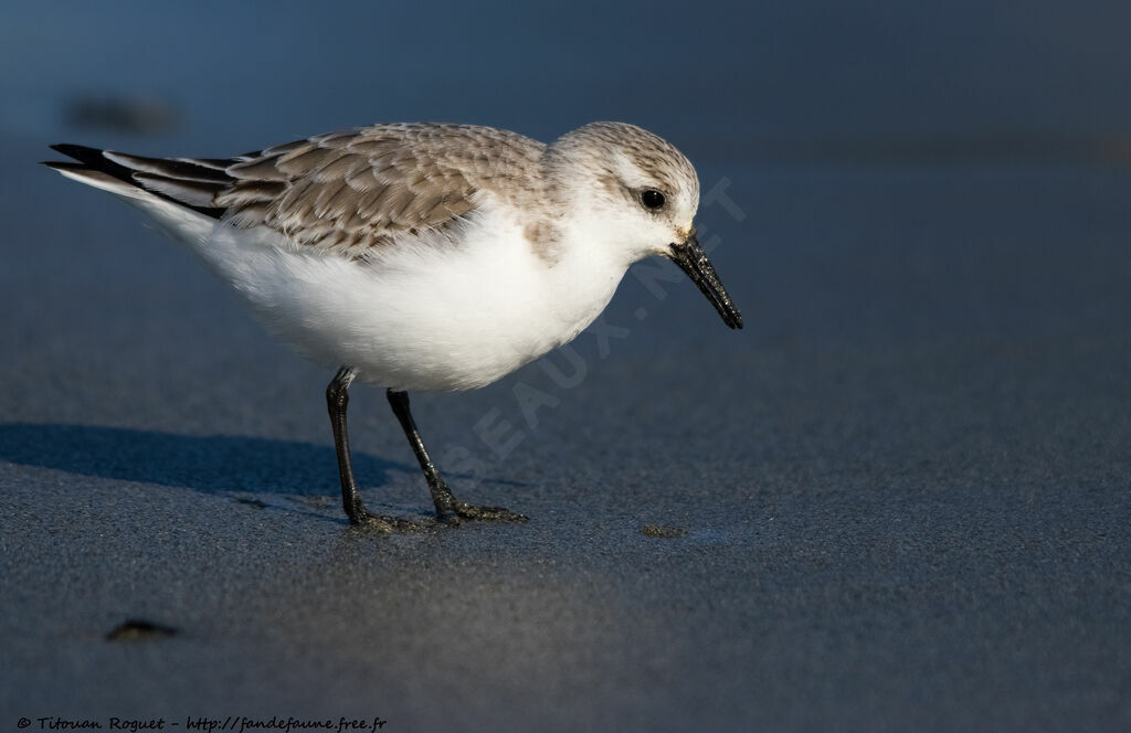 Sanderlingadult post breeding, identification