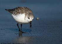 Bécasseau sanderling