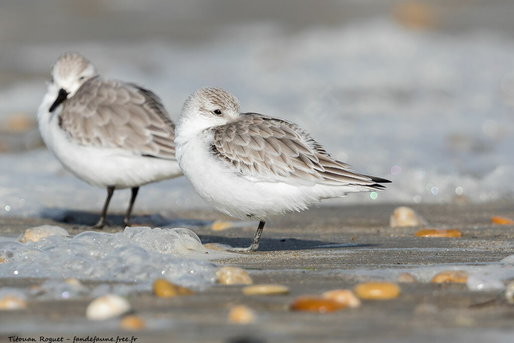 Sanderling