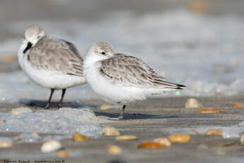 Bécasseau sanderling