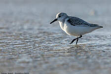 Bécasseau sanderling