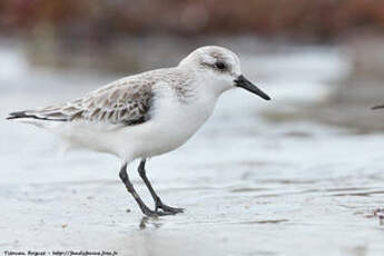 Bécasseau sanderling