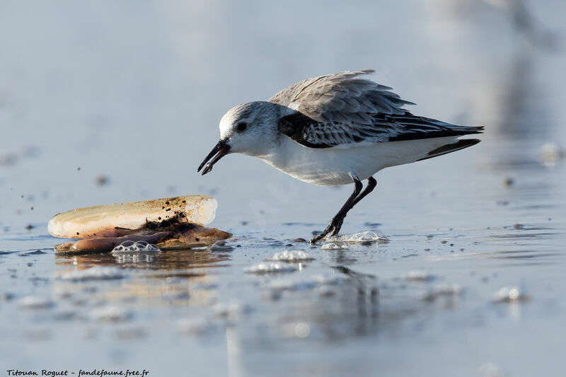 Bécasseau sanderling, mange