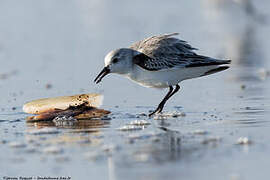 Bécasseau sanderling