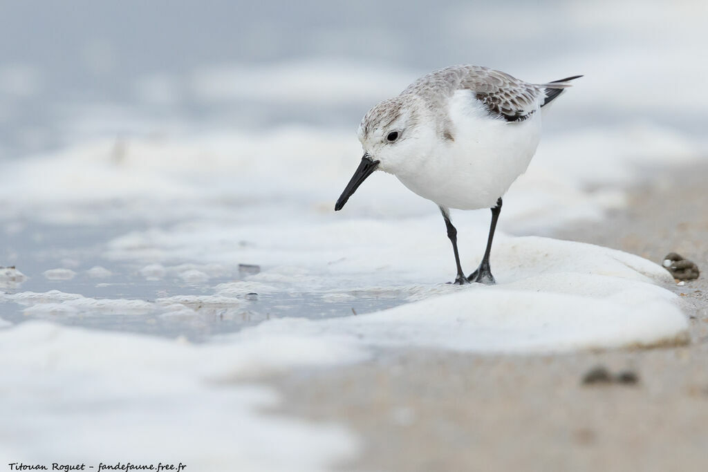 Sanderling